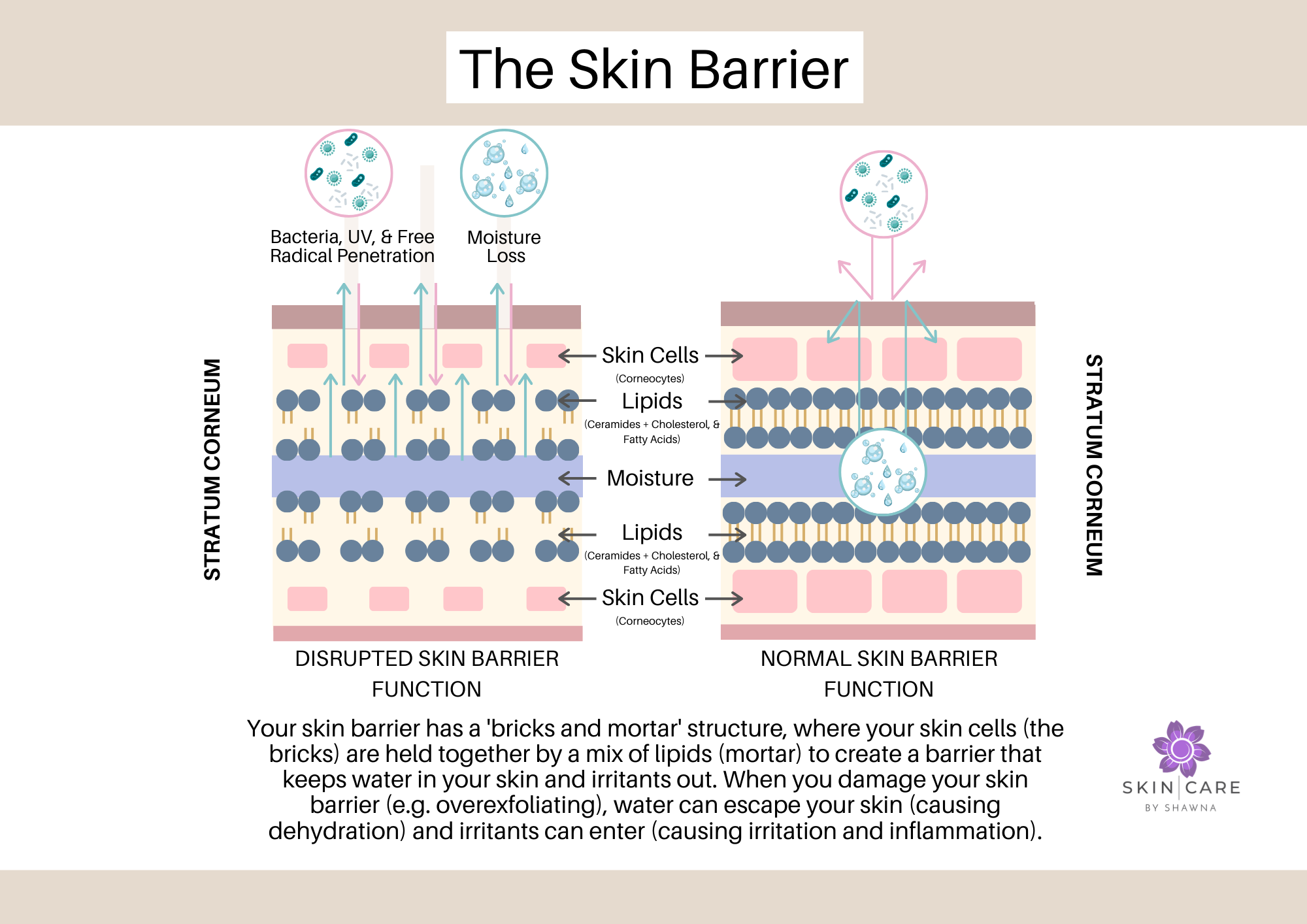 The Skin Barrier_Skin Care by Shawna